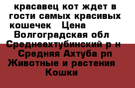 красавец кот ждет в гости самых красивых кошечек › Цена ­ 1 000 - Волгоградская обл., Среднеахтубинский р-н, Средняя Ахтуба рп Животные и растения » Кошки   